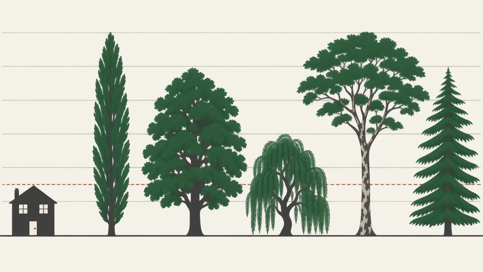 Illustration comparant à la même échelle une maison de sept mètres et cinq arbres adultes : peuplier et platane de trente mètres, chêne et cèdre de vingt-cinq mètres, saule pleureur de quinze mètres