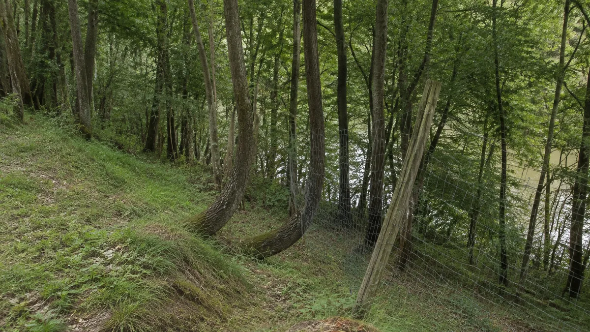 Troncs d'arbres courbés en pied de crosse sur un terrain en pente et piquet de clôture penché vers l'aval, aucune personne dans le cadre