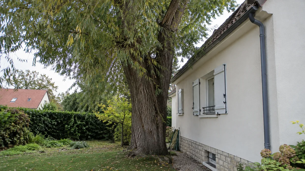 Grand arbre planté trop près d'une façade de maison, racines pompant l'humidité du sol argileux